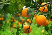 西班牙柑橘種植果園技術_種什么桔子產(chǎn)量高又甜