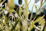 柑橘如何讓它提前開花（柑橘怎樣催花）