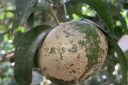 柑橘套袋前的病蟲(chóng)害防治_香水檸檬種植技術(shù)與管理培訓(xùn)心得