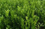 柑橘種植技術標準_種植愛媛38柑橘的要點有哪些