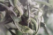 治柑橘病蟲害的貼_可以給柑橘幼果用阿維菌素嗎