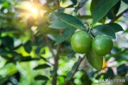柑橘無病蟲害種植方法_柑橘幼苗帶潰瘍好治嗎 柑橘無病蟲害種植方法_柑橘幼苗帶潰瘍好治嗎