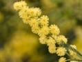 種植柑橘苗怎么用有機(jī)肥施肥（柑橘有機(jī)肥什么時(shí)候下最合適）