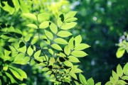 高山蜜桔在哪(高山蜜橘素材圖片) 高山蜜桔在哪(高山蜜橘素材圖片)