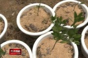 陽臺柑橘樹種植技術(shù)_甜甘桔的腌制方法