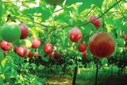北流柑橘種植技術(shù)要點簡介_容縣屬于哪個市