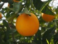 柑橘樹(shù)上打什么藥防蟲(chóng)害（柑橘樹(shù)蟲(chóng)害防治）