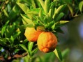 柑橘紅美人多少錢一斤？2023年產(chǎn)地直供價格與市場行情解析