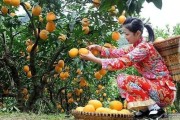 柑橘寬皮種植技術(shù)_柑橘嫁接砧木皮如何下
