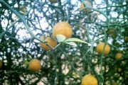 山西柑橘大棚種植技術(shù)與管理_當(dāng)前菜市豬肉持續(xù)高漲的原因是什么 山西柑橘大棚種植技術(shù)與管理_當(dāng)前菜市豬肉持續(xù)高漲的原因是什么