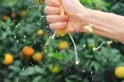 愛媛果凍橙是嫁接的嗎_38號(hào)果凍橙什么意思