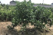 柑橘冬季病蟲(chóng)害如何防治_柑橘果園青苔防治得重視