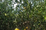 柑橘種植技術(shù)專家講座_柑橘樹(shù)流膠怎么治