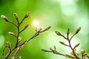 沃柑夏橙哪種更有發(fā)展前途(沃柑夏梢開花是什么原因) 沃柑夏橙哪種更有發(fā)展前途(沃柑夏梢開花是什么原因)