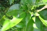 洞口柑橘種植技術(shù)視頻_宿松有哪些好玩的地方