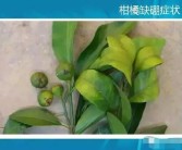 柑橘花前病蟲害圖譜_桔樹(shù)白色蟲卵是什么