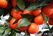 荔浦農(nóng)業(yè)柑橘種植技術(shù)_如何高效快速的消滅紅蜘蛛