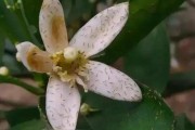 柑橘病蟲害防治效果報(bào)告_柑橘浮皮病如何防治
