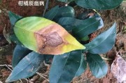 柑橘常見病害及圖片(柑橘常見病害圖片與防治 方法)