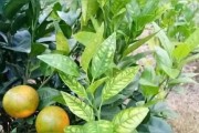 柑橘病蟲(chóng)害有多嚴(yán)重了呢_柑桔幼樹(shù)多施尿素好嗎
