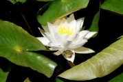 沃柑貢柑哪個產(chǎn)量高（沃柑 貢柑）