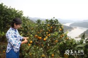 安化柑橘種植技術(shù)_湖南長沙有什么出名的特產(chǎn)