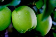 中國十大產(chǎn)區(qū)最好吃早熟柑桔盤點：鮮甜多汁的秋季果王來襲！