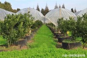 柑橘種植技術(shù)書籍名單_有一種叫九月黃的水果