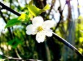 柑樹開(kāi)花可以打保花保果藥嗎（柑樹開(kāi)花可以打?；ū９巻釄D片）