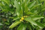 干旱天氣柑橘種植技術(shù)_柑橘樹(shù)什么季節(jié)施有機(jī)肥最適合