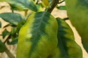 種植柑橘拍攝技術(shù)要求有哪些_分享一下田園美景好嗎 種植柑橘拍攝技術(shù)要求有哪些_分享一下田園美景好嗎
