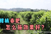 柑橘春肥的種植技術(shù)_十三香臍橙種植技術(shù)