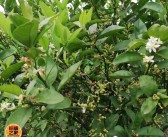 沃柑和橙子有啥區(qū)別（沃柑和橙子哪個營養(yǎng)價值更好）