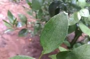 柑橘全年病蟲害和用藥_柑橘碎葉病如何防治 柑橘全年病蟲害和用藥_柑橘碎葉病如何防治