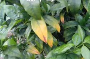 柑橘病蟲害缺素自動(dòng)識別器_柑橘新梢葉片黃色不轉(zhuǎn)綠是什么原因