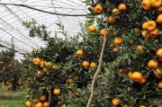 日本柑橘種植管理技術(shù)_椪柑最高產(chǎn)量是哪個(gè)國(guó)家
