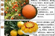 華美1號(hào)柑橘的缺點(diǎn)_華美7號(hào)柑橘糖度有多少度