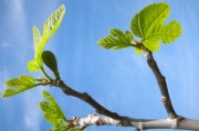 柑樹(shù)開(kāi)花最佳時(shí)間與科學(xué)管理要點(diǎn)全解析