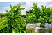柑橘抹芽種植技術_檸檬樹養(yǎng)殖方法是怎樣的