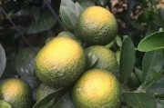 柑橘病蟲害圖譜及作用_柑橘的蟲害紅蜘蛛用什么藥防治更好