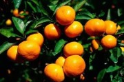 柑橘種植春季抹芽管理技術_甘平雜柑的關鍵栽培技術如何