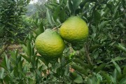 柑橘桔的種植技術(shù)_3500畝的柑橘園是如何進行種植管理的