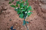 柑橘種植幼樹(shù)管理技術(shù)_柑橘為什么施肥要春氮夏磷秋鉀冬有機(jī)呢