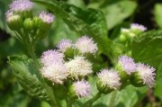 高山種植柑橘機(jī)械除草技術(shù)_甲嘧磺隆為啥禁止房前屋后使用