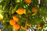 柑橘的種植和培養(yǎng)技術(shù)_龍之道柑桔種植方法
