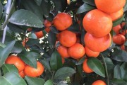 柑橘種植技術(shù)全過(guò)程_柑橘謝花80
