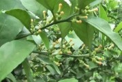柑橘春梢病蟲(chóng)害圖片_柑橘用誘抗素的利弊