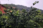 柑橘秋季病蟲(chóng)害防治技術(shù)_桂花的蟲(chóng)病害及防治技巧有哪些