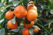 柑橘主要病蟲(chóng)害發(fā)生周期_柑橘樹(shù)的紅蜘蛛蟲(chóng)害