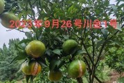 沃柑樹可以摘幾年（沃柑樹可以長多大）